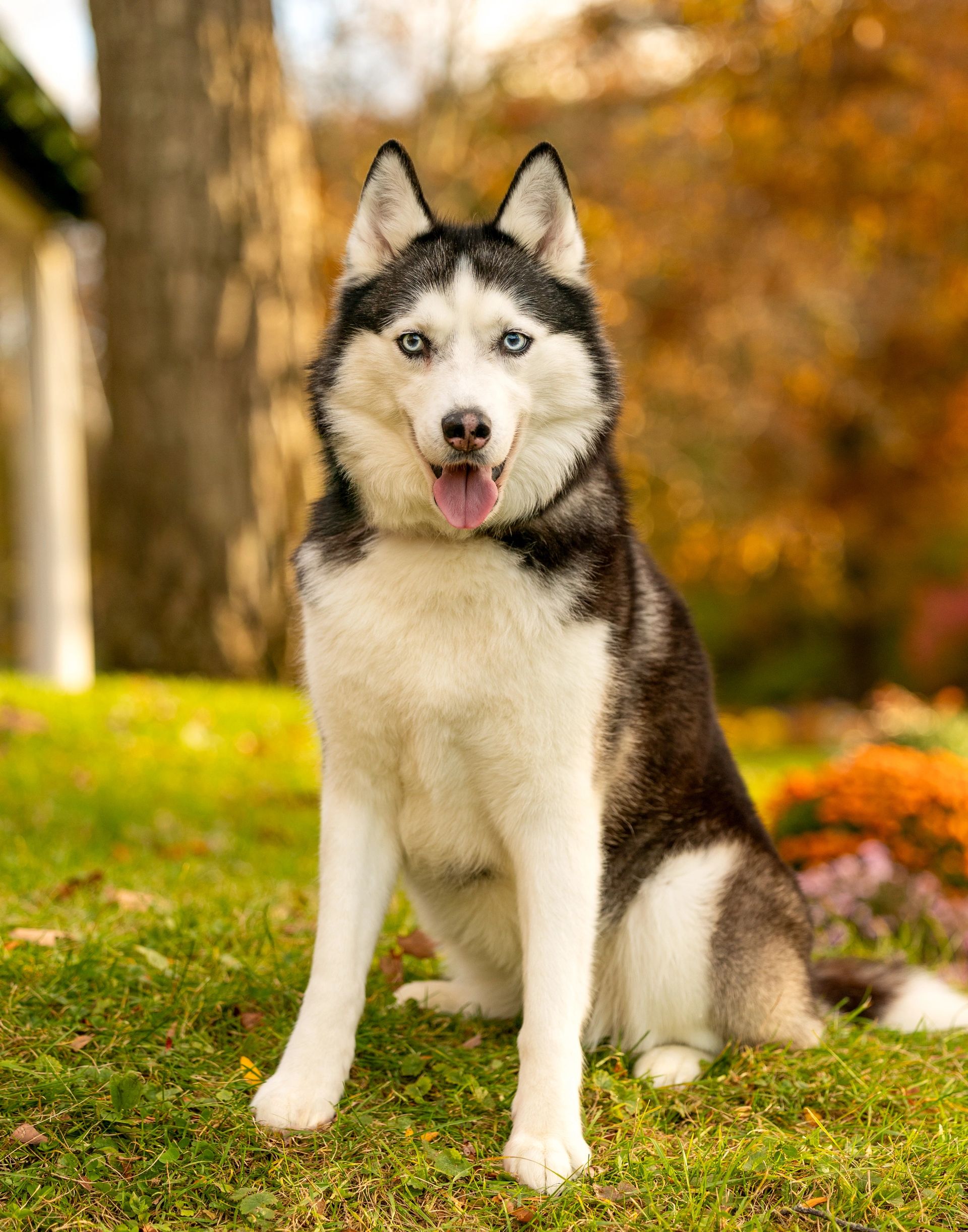 Beautifully edited pet portrait with natural tones